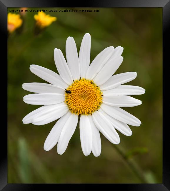 Common Daisy - (Bellis Perennis)  Framed Print by Andy Morton