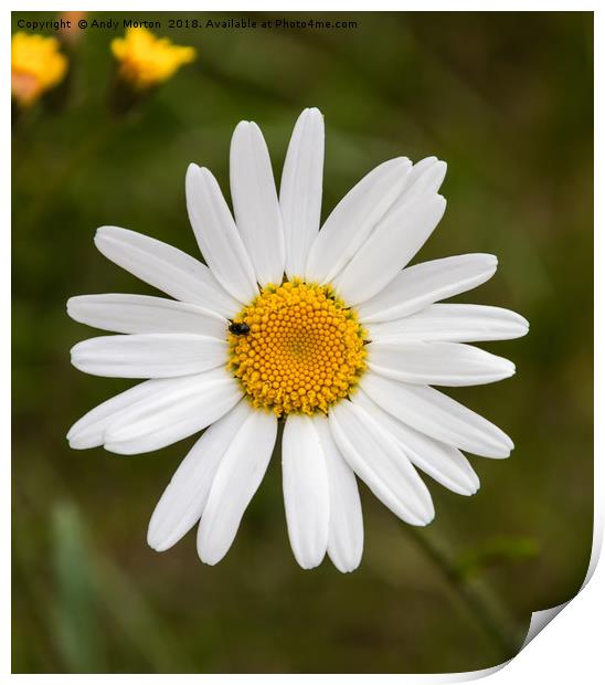 Common Daisy - (Bellis Perennis)  Print by Andy Morton