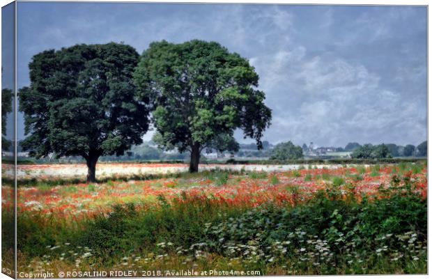 "Trees in the poppy field" Canvas Print by ROS RIDLEY
