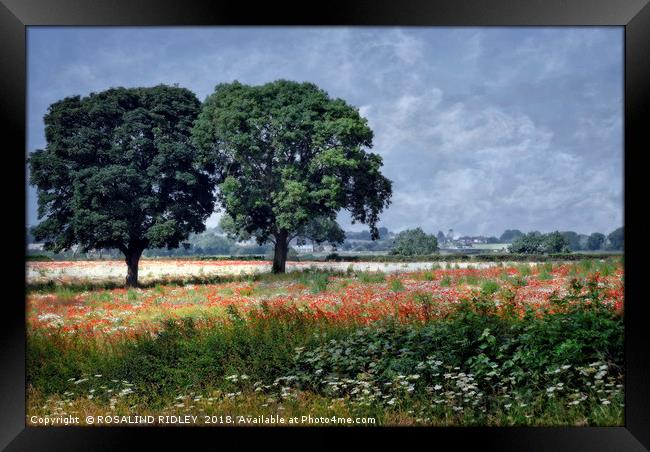 "Trees in the poppy field" Framed Print by ROS RIDLEY