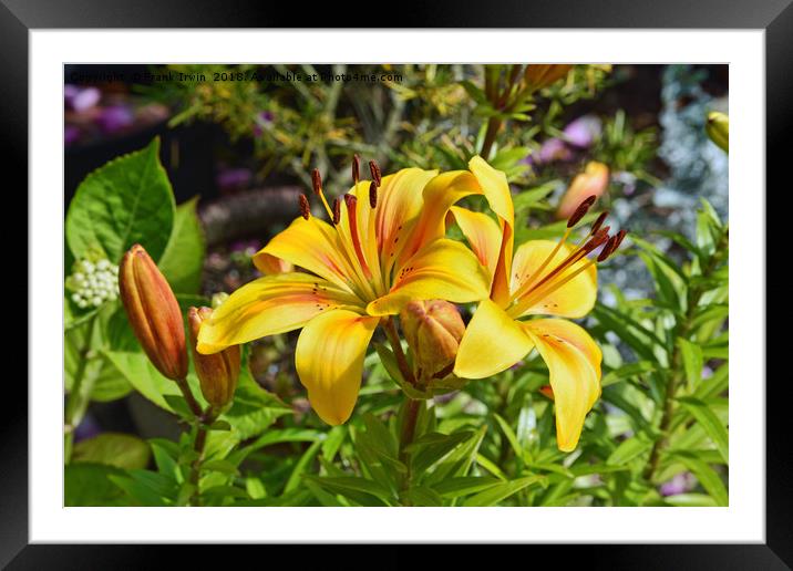 Two beautiful yellow Lilies Framed Mounted Print by Frank Irwin
