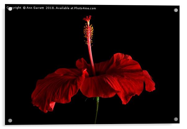 Crimson Hibiscus Acrylic by Ann Garrett