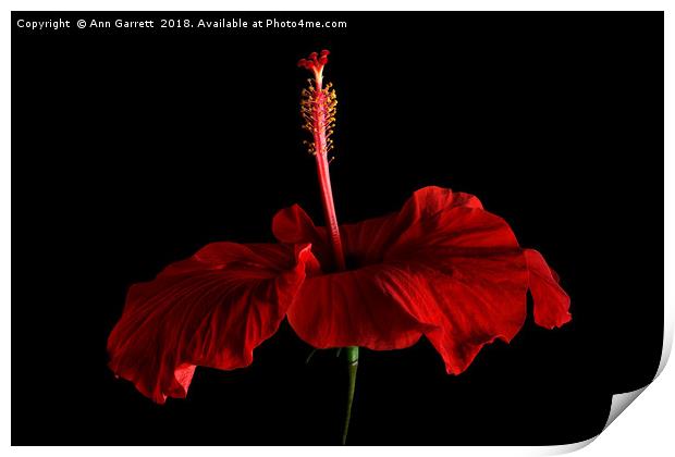 Crimson Hibiscus Print by Ann Garrett