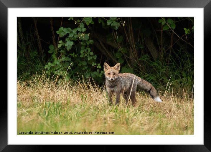 Fox Cub Looking Framed Mounted Print by Fabrizio Malisan