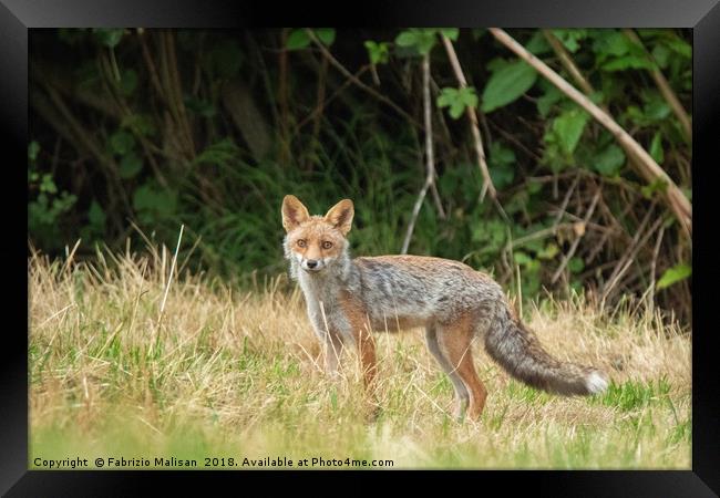 Fox in the woods Framed Print by Fabrizio Malisan