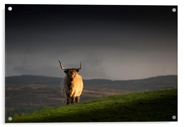 Last bull standing Acrylic by Frank Heumann