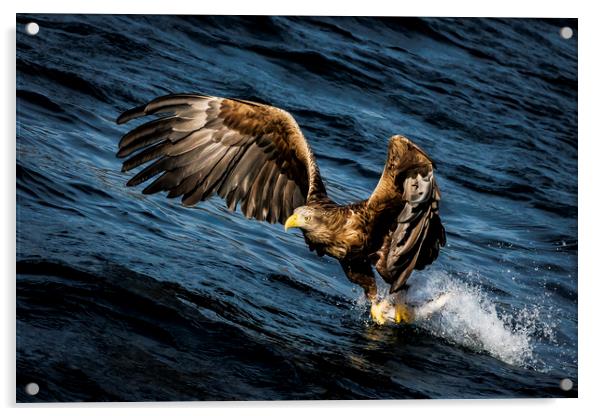 Sea-Eagle Freija Acrylic by Frank Heumann