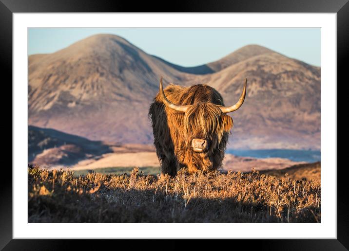 Red bull on red Cuillin Framed Mounted Print by Frank Heumann
