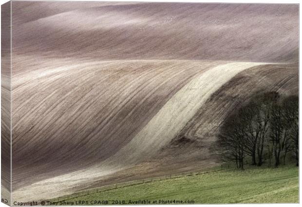 SOUTH DOWNS' FIELD PATTERNS Canvas Print by Tony Sharp LRPS CPAGB