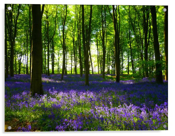 Bluebell Wood Basingstoke Acrylic by Nick Keown