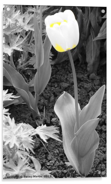 Yellow and White Tulip Acrylic by Penny Martin
