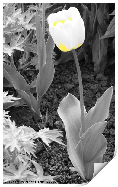 Yellow and White Tulip Print by Penny Martin