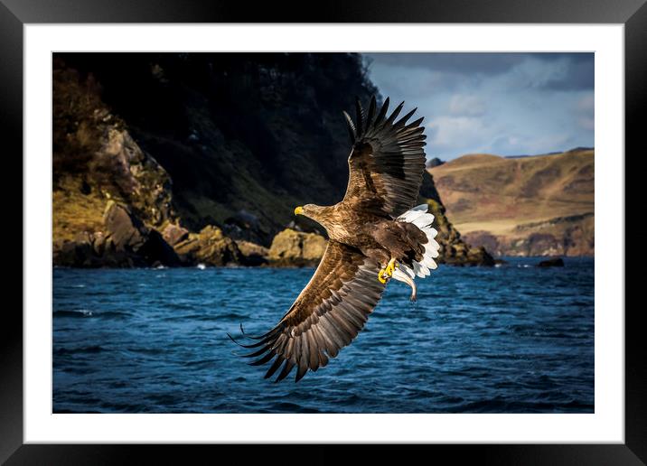 White-tailed Sea-Eagle Framed Mounted Print by Frank Heumann