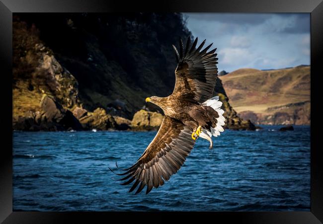 White-tailed Sea-Eagle Framed Print by Frank Heumann