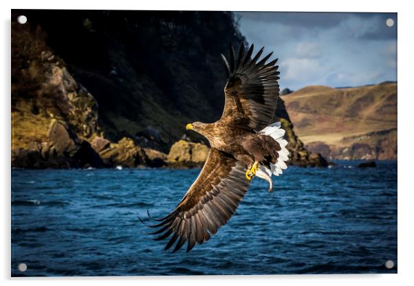 White-tailed Sea-Eagle Acrylic by Frank Heumann