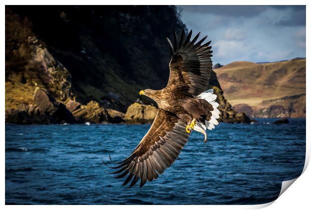 White-tailed Sea-Eagle Print by Frank Heumann
