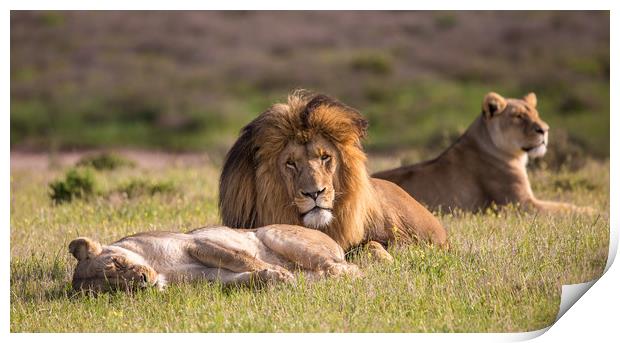 the Lion King and his wives repose in the wild  Print by Childa Santrucek