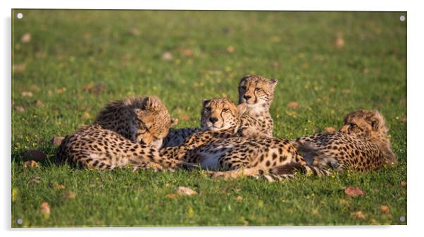 Cheetah family portrait in Spring sunset S Africa Acrylic by Childa Santrucek