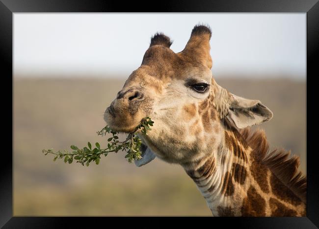 Giraffe snacktime Garden Route Game Lodge S Africa Framed Print by Childa Santrucek