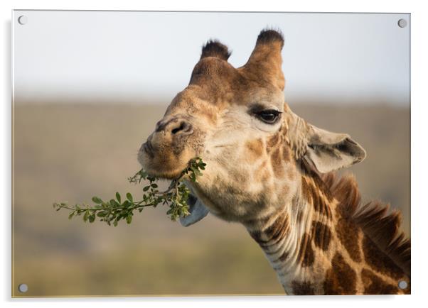Giraffe snacktime Garden Route Game Lodge S Africa Acrylic by Childa Santrucek