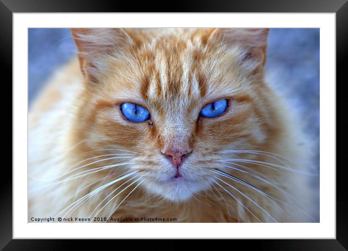 Street Cat Conil Spain Framed Mounted Print by Nick Keown