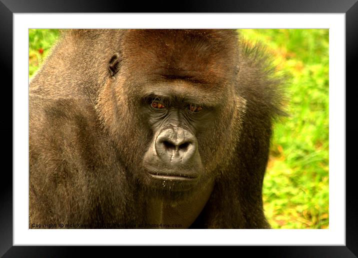Gorilla Framed Mounted Print by Nick Keown