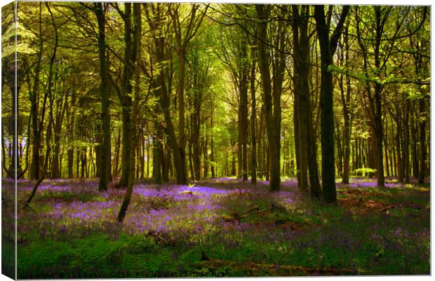 Bluebell Wood  Canvas Print by Nick Keown