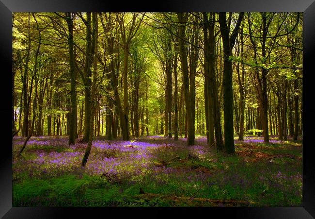 Bluebell Wood  Framed Print by Nick Keown