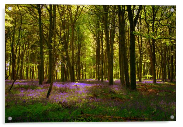Bluebell Wood  Acrylic by Nick Keown