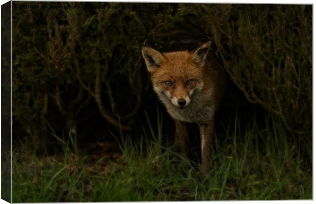 Red Fox Looking Through A Hedge  Canvas Print by rawshutterbug 