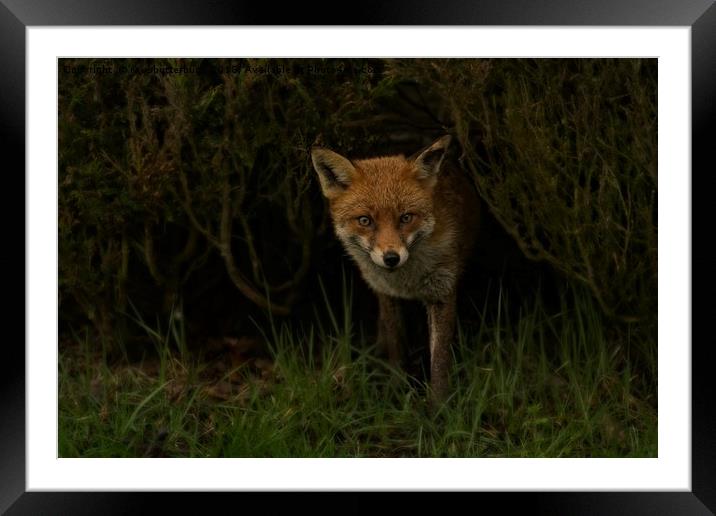 Red Fox Looking Through A Hedge  Framed Mounted Print by rawshutterbug 