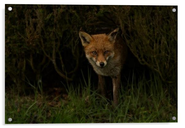 Red Fox Looking Through A Hedge  Acrylic by rawshutterbug 