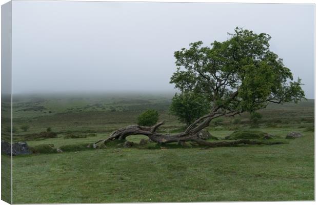 Single Tree On A Foggy Morning  Canvas Print by rawshutterbug 