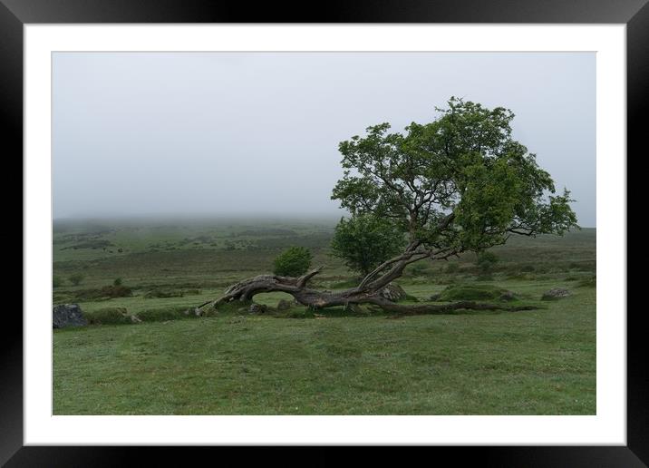 Single Tree On A Foggy Morning  Framed Mounted Print by rawshutterbug 