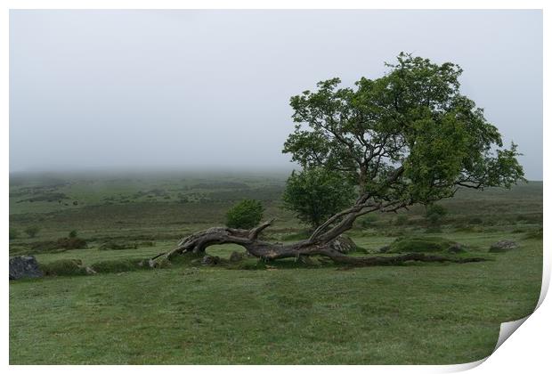 Single Tree On A Foggy Morning  Print by rawshutterbug 