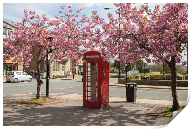 Spring Cherry Blossom around a Phone Box.  Print by Ros Crosland