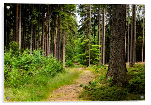 Summer forest in Czech Republic Acrylic by Sergey Fedoskin