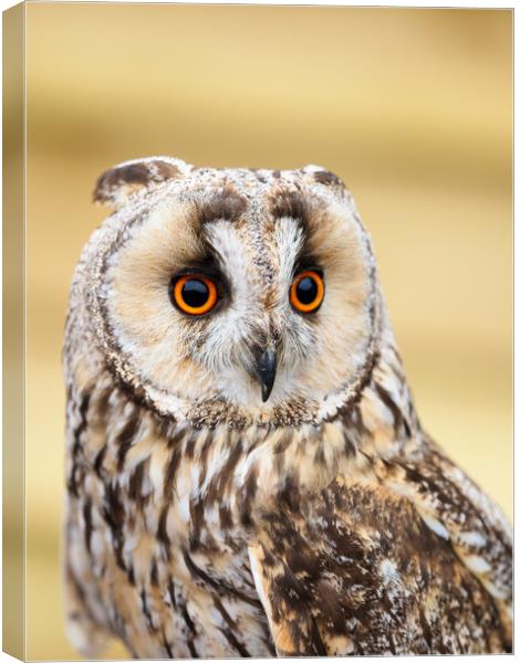 Long Eared Owl Canvas Print by Tommy Dickson