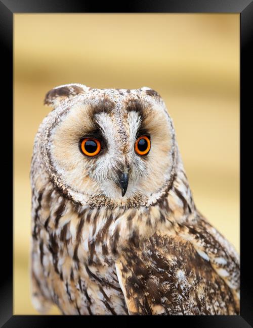 Long Eared Owl Framed Print by Tommy Dickson