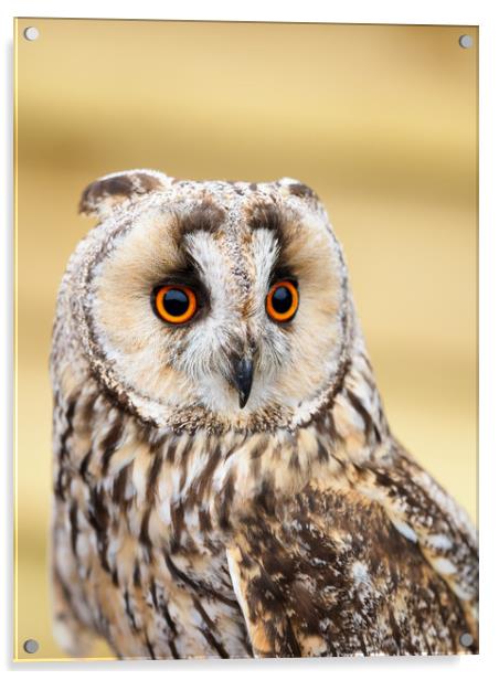Long Eared Owl Acrylic by Tommy Dickson