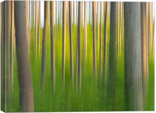 Abstract Forest. Canvas Print by Tommy Dickson