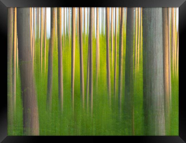 Abstract Forest. Framed Print by Tommy Dickson