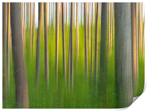 Abstract Forest. Print by Tommy Dickson