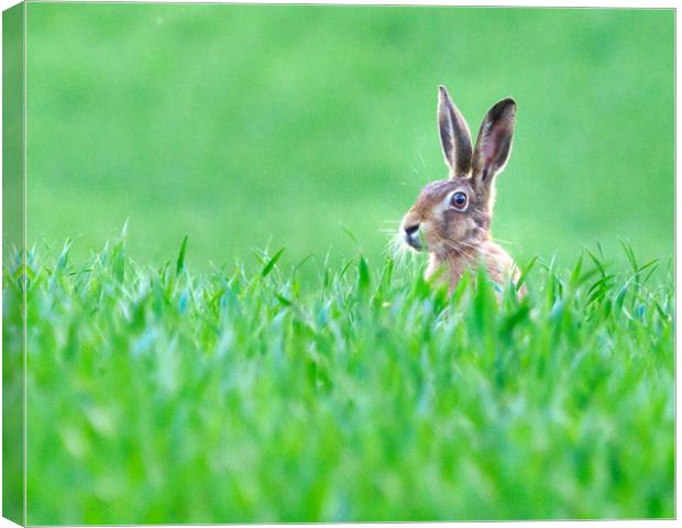 Hare in a field. Canvas Print by Tommy Dickson