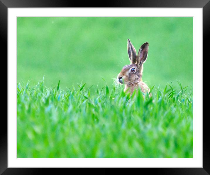 Hare in a field. Framed Mounted Print by Tommy Dickson