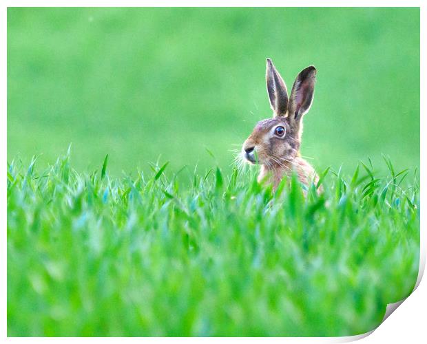Hare in a field. Print by Tommy Dickson