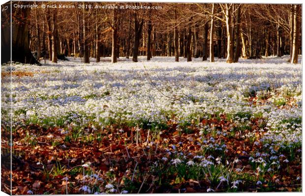 Snowdrops Canvas Print by Nick Keown