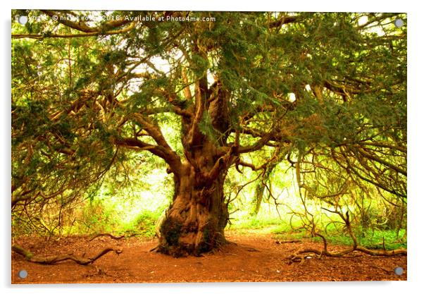 Yew Tree Acrylic by Nick Keown