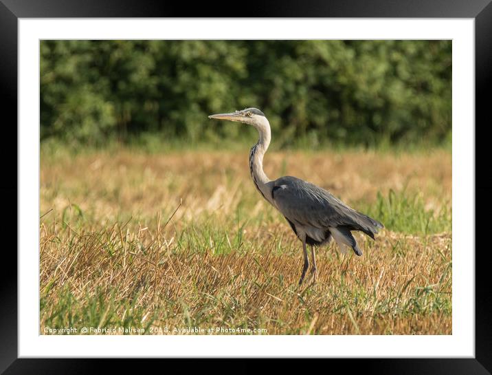 Heron in the field  Framed Mounted Print by Fabrizio Malisan