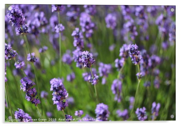 Lavender in the garden  Acrylic by Carmen Green